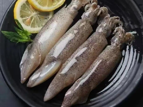 California Flying Squid
