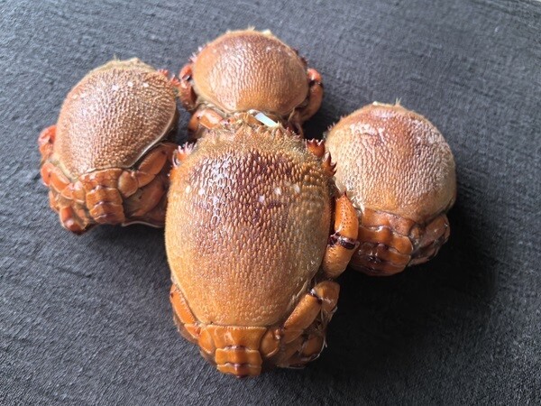 Tiger Crab
