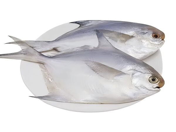 Head-on small pomfret