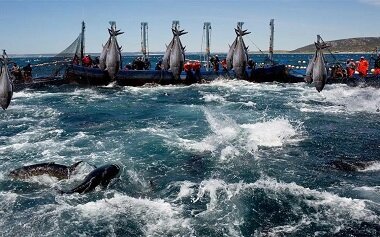 Zhenyang Seafood: A Quality Promise from Dock to Dinner