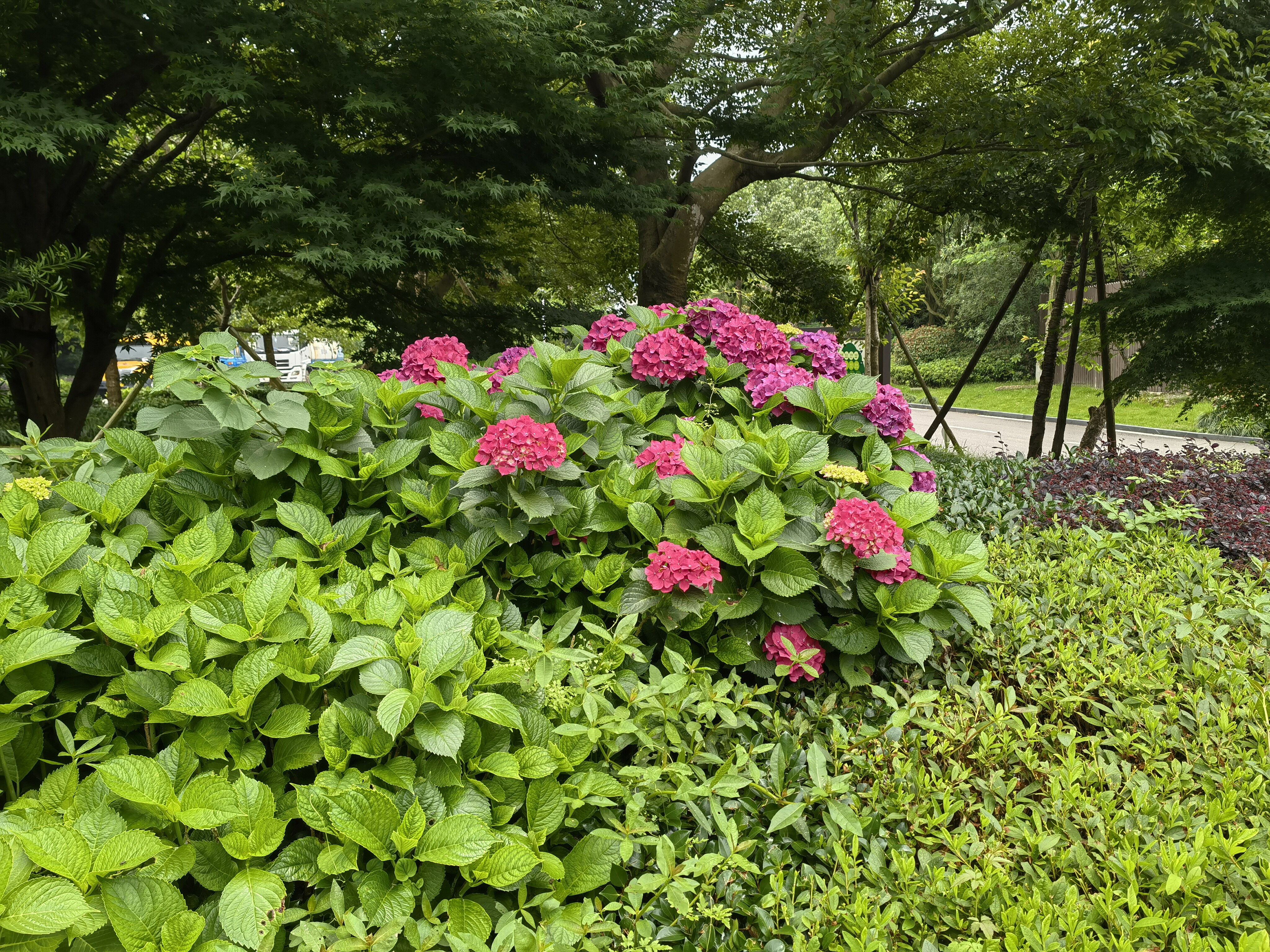 宏盈科技园林式厂区绣球花与绿植景观