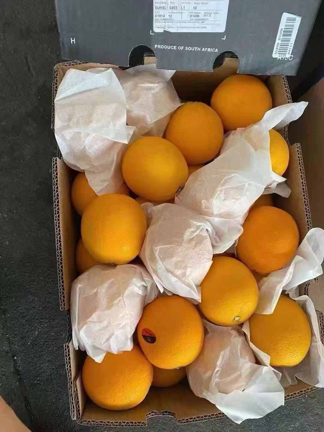 南非酸橙 1